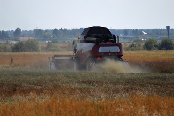 The harvesting combine in the hot summer field	