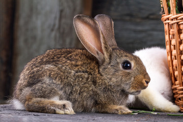 White and brown rabbits in a goat on a wooden backgroun