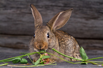 Fluffy, cute rabbit eats clover on a dark background