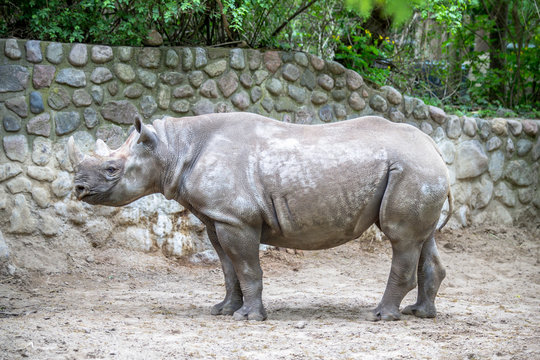 Rhino in a Zoo, Berlin