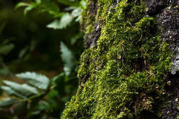 Moss on a tree in the forest
