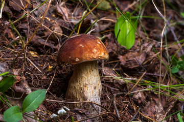 Forest mushrooms in the grass in the autumn forest. Mushroom picking
