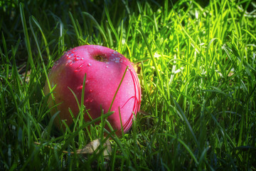 Fototapeta premium Red ripe apples on the juicy green grass