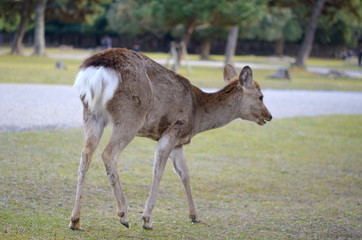 奈良公園にいる鹿の可愛いおしり
