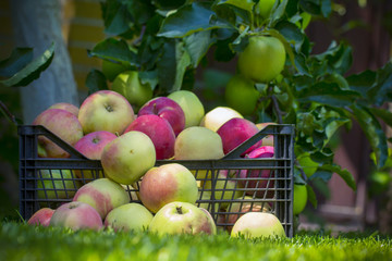 Apples in a plastic box, on a green grass