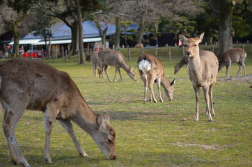 Naklejka na ściany i meble 奈良公園の鹿たち