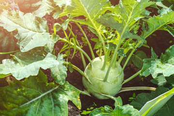 Harvesting kohlrabi cabbage
