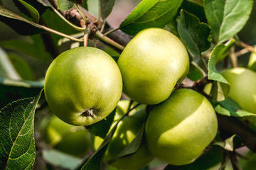 Ripe, juicy, sweet apples on the branches. Harvesting, gardening