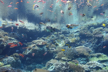 Fototapeta na wymiar Aquarium in Okinawa - Japan