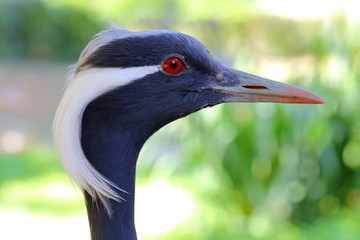 nosey bird maiden crane head red eye detail pretty style  anthropoides virgo