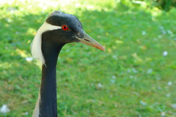 nosy bird maiden crane head red eye anthropoides virgo
