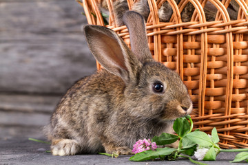 Fluffy, cute rabbit eats clover on a dark background