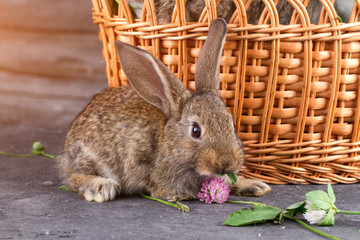 A brown, small, furry rabbit eats a clover on a wooden background, next to a basket.