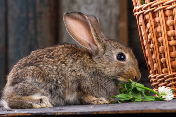 A brown, small, furry rabbit eats a clover on a wooden background, next to a basket.