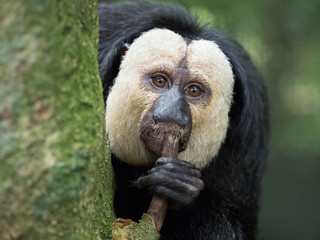 White Faced Saki Monkey
