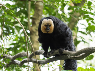 White Faced Saki Monkey