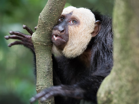 White Faced Saki Monkey