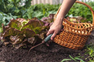 Fototapeta premium Weeding salad on the garden. Gardener pulls weeds from the ground in the garden. Harvesting.
