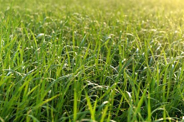 Green field of rice in India