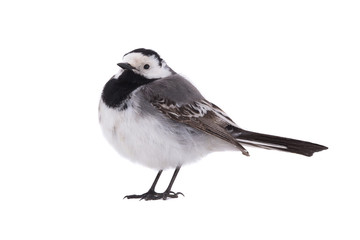 White Wagtail (Motacilla alba)