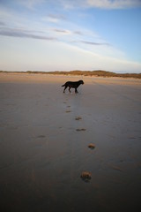 Hunde am Strand