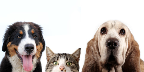 Cat, basset hound dog, bernese mountain dog and a white background - obrazy, fototapety, plakaty