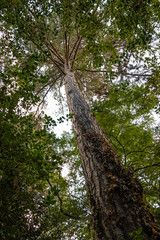 Nantes, Joneli&egrave;re, Erdre, for&ecirc;t, arbre