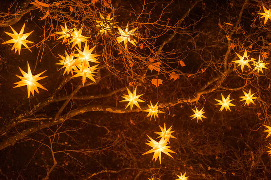 Stars on the branches of trees during Christmas