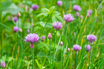 Fototapeta premium hands make crafts from clay. Creativity. Transformation of clay into crafts.