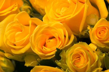 Background with yellow rose on a black background. Soft texture