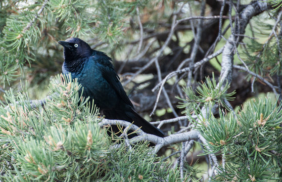 raven in nature, grand canyon - Powered by Adobe