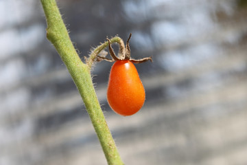 Lonely cherry tomato