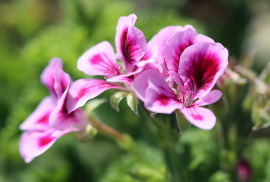 Rose geranium flower