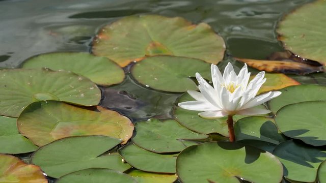 Water Lilies Blooming in a Pond.