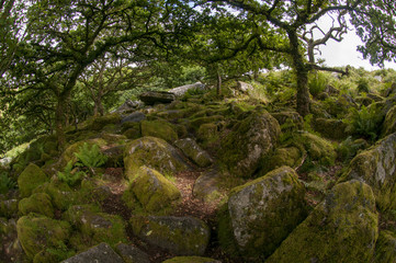 Wistman's Wood Dartmoor