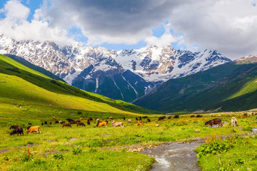 Fascinating lawn with yellow and white flowers. Cow. Sky with clouds. Landscape with high mountains. Eco resort, relax for tourists. Location the Upper Svaneti, Georgia, Europe.