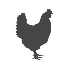 Fototapeta na wymiar Chicken (Hen) Vector Illustration, chicken silhouette icon