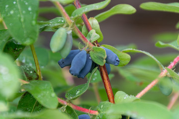 Ripe berries of honeysuckle on a bush. Gardening. Berry season.