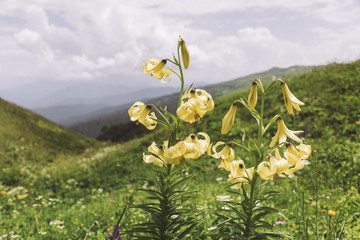 Republic of Adygea / Russia - July 28, 2018: Plants of the Caucasian reserve