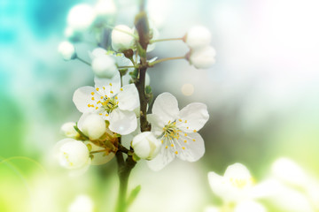 beautiful cherry blossom