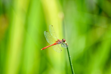 Rote Libelle