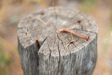Log for sitting close-up with a rusty nail. Stump in the forest