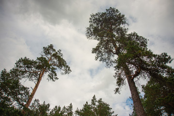 High pine trees against the cloudy sky