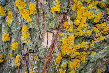Moss on the bark of a tree close-up