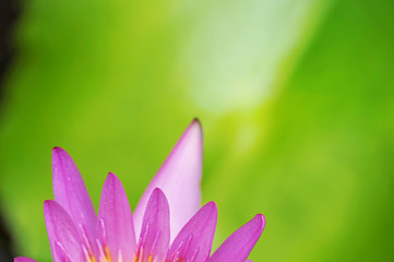 Fototapeta premium Beautiful pink lotus in background blur