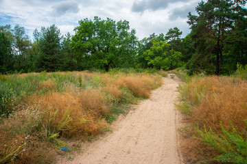 Path in the field, road leading to the forest