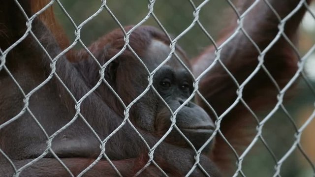 An orangutan hanging on a chain-link fence making faces and blowing raspberries