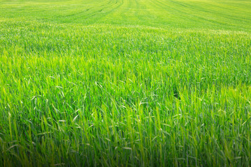 Background from green gras.