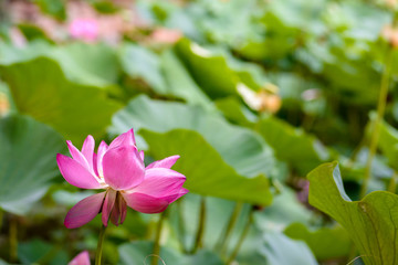 Obraz premium Blossoming Sacred Lotus (Nelumbo Nucifera) in a pond with many leaves in the background