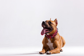 Obraz premium Red dog on white